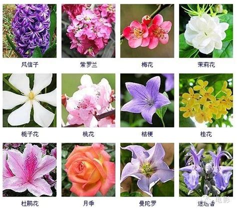 傘狀花序|傘形花序代表植物有哪些 常見傘形花序植物品種